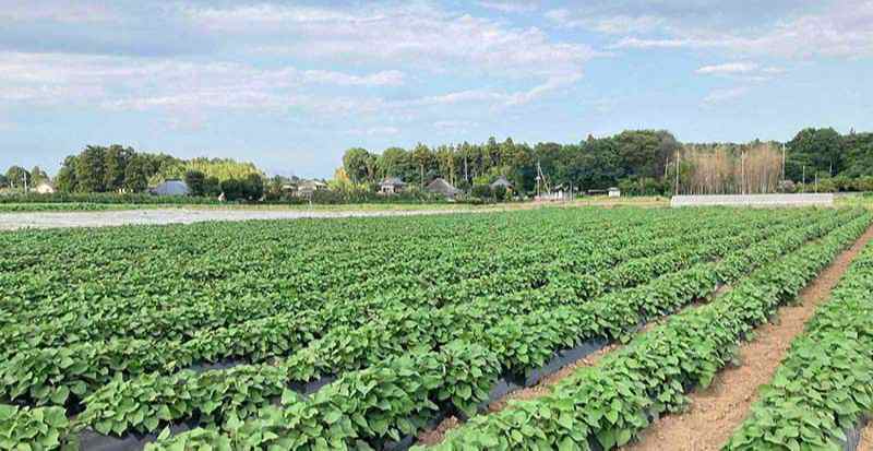 無肥料・無農薬のサツマイモの芋のかけ橋