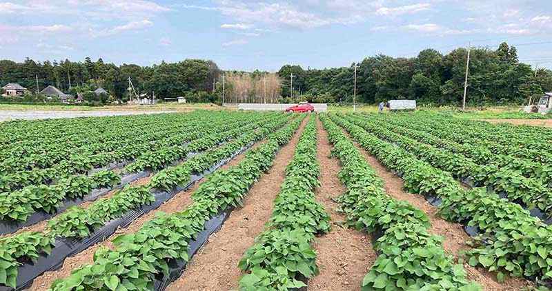 無肥料・無農薬のサツマイモの芋のかけ橋