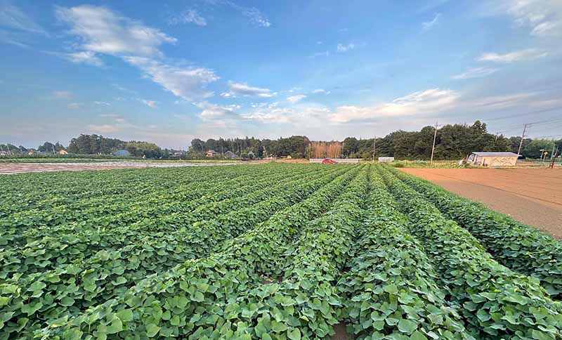 無肥料・無農薬のサツマイモ。芋のかけ橋・稲垣農園