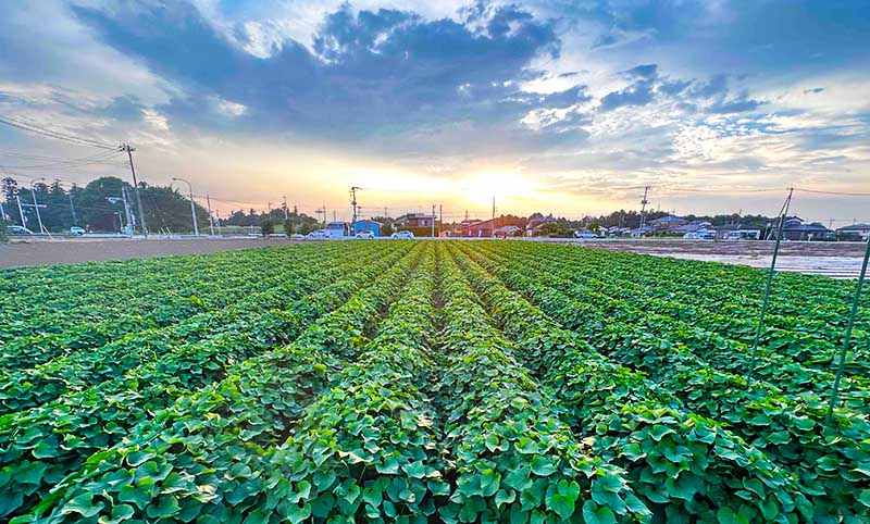 無肥料・無農薬のサツマイモ。芋のかけ橋・稲垣農園